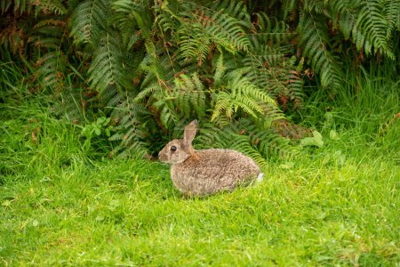 Photo for Wild rabbit in the Highlands, Scotland - Royalty Free Image