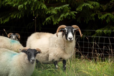 Téléchargez les photos : Chèvre sauvage dans les Highlands, Écosse - en image libre de droit