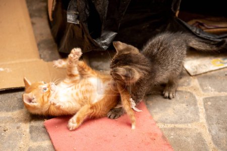 Foto de Dos gatos jóvenes jugando entre sí - Imagen libre de derechos