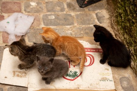 Foto de Familia de gatos jóvenes jugando juntos - Imagen libre de derechos