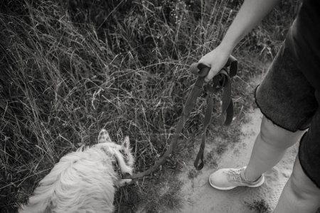 Téléchargez les photos : Gros plan de la main d'une fille tenant une laisse pour un chien. Et un chien blanc est assis à côté d'elle. Photo noir et blanc. - en image libre de droit