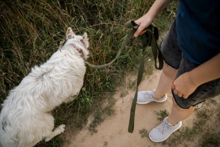 Téléchargez les photos : Gros plan de la main d'une fille tenant une laisse de chien. Et un chien blanc se tient à côté d'elle. - en image libre de droit