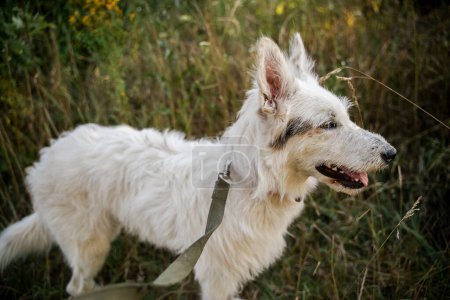 Téléchargez les photos : Un chien blanc se tient dans l'herbe. Mets une laisse sur le chien. - en image libre de droit
