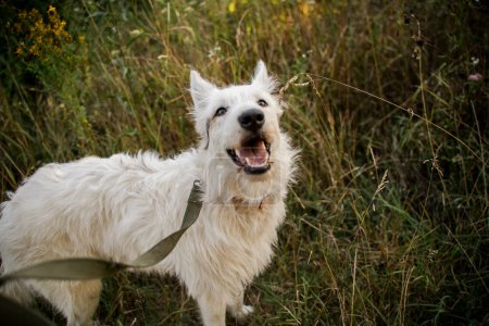 Téléchargez les photos : Un chien blanc se tient dans l'herbe. Il a une laisse.. - en image libre de droit