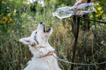 Téléchargez les photos : La fille donne au chien de l'eau d'une bouteille transparente sur un fond d'herbe. - en image libre de droit