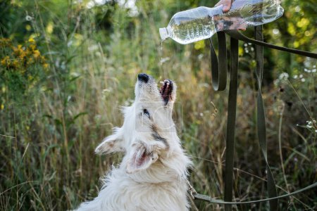 Téléchargez les photos : Un chien blanc boit de l'eau d'une bouteille. - en image libre de droit