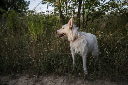 Téléchargez les photos : Un chien blanc se tient dans l'herbe sur le fond d'un arbre. - en image libre de droit