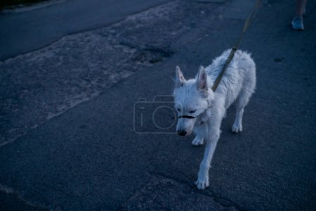 Téléchargez les photos : Un chien blanc marche le long de l'asphalte dans un museau et en laisse tard dans la nuit. - en image libre de droit