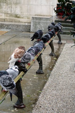 Téléchargez les photos : A flock of pigeons huddling together in the rain perching on a steel rail in a city location - en image libre de droit