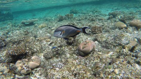 Sohal Tang (Acanthurus sohal) surgeonfish from red sea swimming in the natural environment.