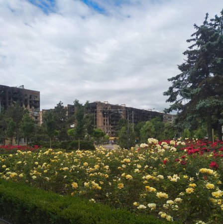 A bed of blooming roses . Burned-down houses in the background during the armed conflict. The contrast of war and peace