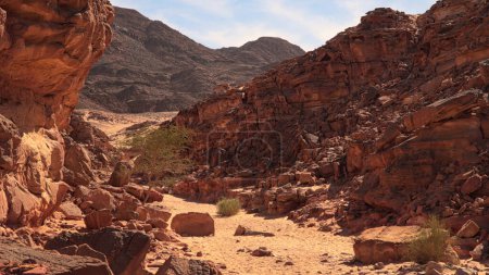Der Sinai. Ägypten auf der Sinai-Halbinsel. Ödes Land mit Steinen, Bergen und einem kleinen Baum