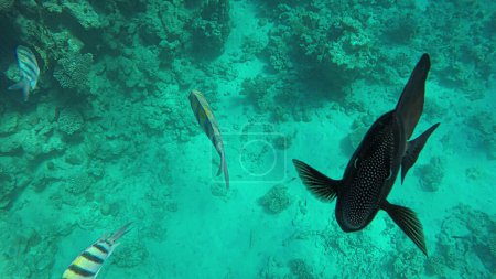 Foto de Fauna del Mar Rojo. Zebrasoma desjardinii mira a la cámara en el entorno natural. - Imagen libre de derechos