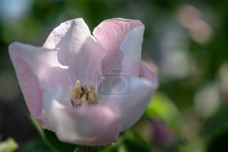 Tierna flor de membrillo rosa. Fondo natural