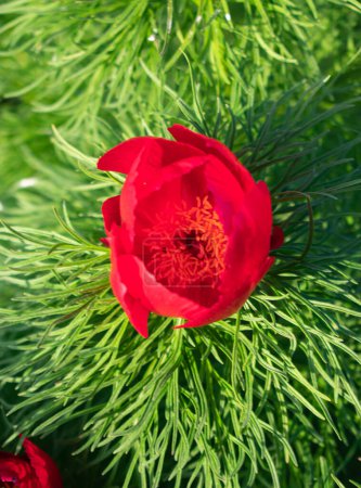 Natural background. Red thin-leaved peony Close-up