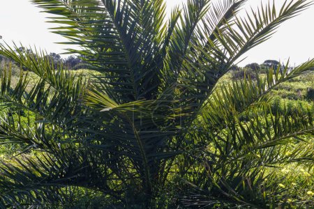 Photo for Canary island date palm, phoenix canariensis - Royalty Free Image