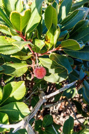 Photo for Strawberry tree fruit growing on an evergreen shrub in Sardinia, Italy - Royalty Free Image