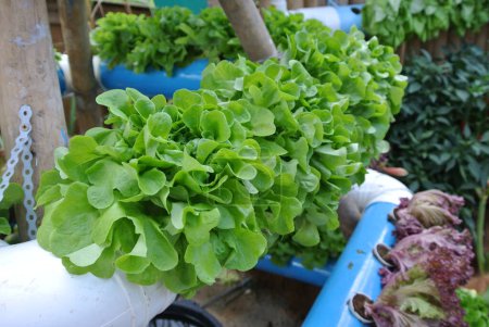 Photo for PUTRAJAYA, MALAYSIA -JUNE 6, 2015: Hydroponic technology. Lattuce salad plant growing with in the garden. - Royalty Free Image