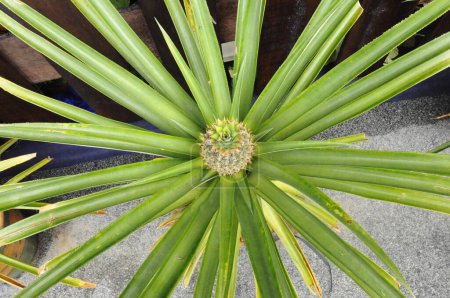 Photo for MALACCA, MALAYSIA  SEPTEMBER 17, 2015: Pineapple tree is a tropical plant that grows in peat. It is used in cooking or can be eaten alone. - Royalty Free Image