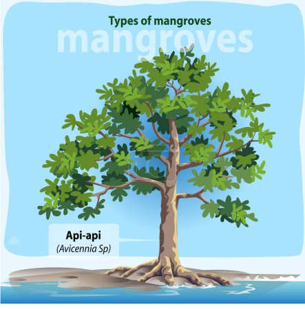 Ilustración de Ilustración vectorial, modificación de Api-api o Avicennia es uno de los tipos más comunes de manglares en Indonesia. - Imagen libre de derechos