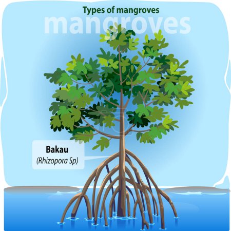 Téléchargez les illustrations : Illustration vectorielle, Bakau ou Rhizopora sp est l'un des nombreux types de mangroves trouvées en Indonésie. - en licence libre de droit