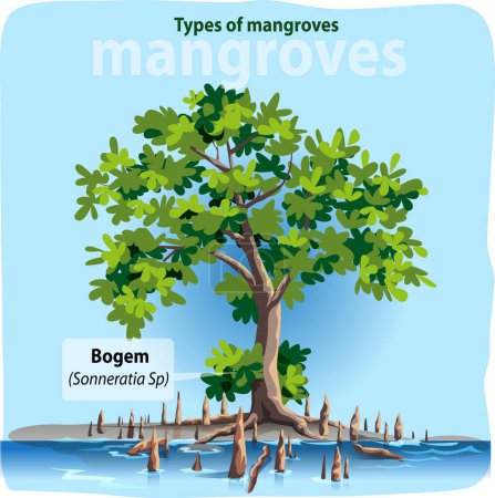 Téléchargez les illustrations : Illustration vectorielle, Bogem ou sonneratia sp est l'un des types les plus communs de mangroves en Indonésie. - en licence libre de droit