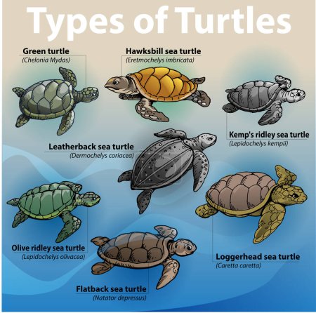 Téléchargez les illustrations : Vector illustration, infographic about types of sea turtles. - en licence libre de droit