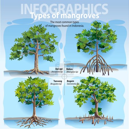 Ilustración vectorial, infografía los tipos más comunes de manglar que se encuentran en Indonesia