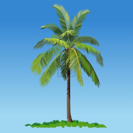 Téléchargez les illustrations : Illustration vectorielle, un cocotier ou un palmier. - en licence libre de droit