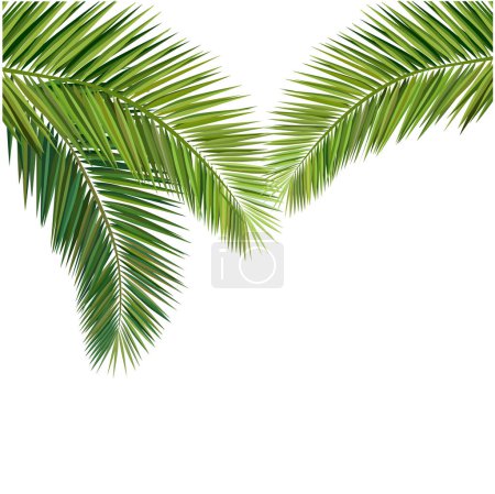 Ilustración de Ilustración vectorial, composición de las hojas de coco. Ilustración vectorial, composición de las hojas de coco. - Imagen libre de derechos
