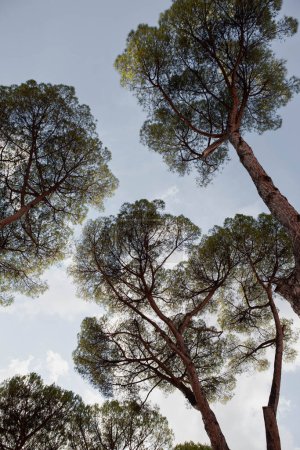 Téléchargez les photos : Fond de pins sur un ciel bleu - en image libre de droit