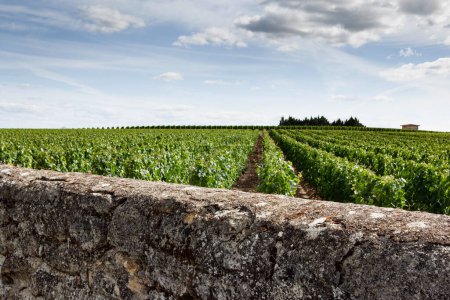 Vineyards and stone wall in St Emilion