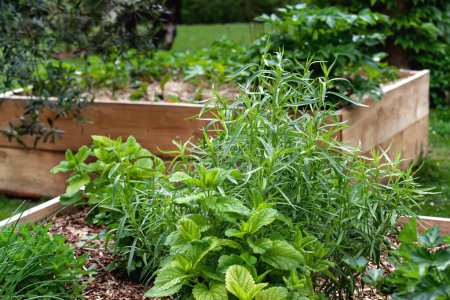 Téléchargez les photos : Lits de légumes en bois dans un jardin - en image libre de droit