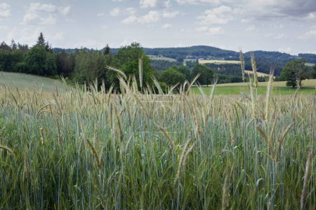 Téléchargez les photos : Champs de blé en été dans la campagne de Corrèze - en image libre de droit