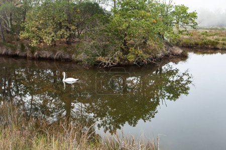 Swan in marshes in autumn