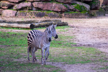 Photo for African zebras in the wild. High quality photo - Royalty Free Image