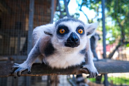 Lemur aus Madagaskar blickt im Zooprak mit großen, schönen Augen in die Kameralinse. Hochwertiges Foto