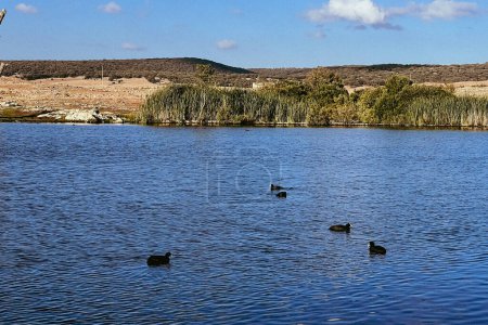 Téléchargez les photos : Perdrix oiseaux et canards nageant sur un lac - en image libre de droit