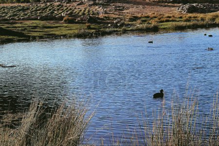 Téléchargez les photos : Perdrix oiseaux et canards nageant sur un lac - en image libre de droit