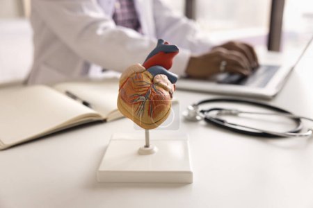 Photo for Close up shot of heart organ anatomical model on workplace table of cardiologist doctor. Educational object on desk of medical college professor man typing on laptop in blurred background - Royalty Free Image
