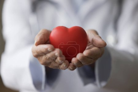 Photo for Close up unknown woman cardiologist in white coat hold red heart as symbol of cardiology branch, to treat cardiovascular disease, prevent heart attacks, professional medical services, regular check-up - Royalty Free Image