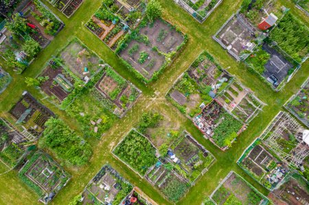 Foto de Urban gardening in the city, vegetable garden for farming and growing organic produce in an urban setting. Hand grown food and self-sustainability, utilizing rainwater to support the gardening system. - Imagen libre de derechos