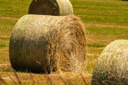 Photo for Grass and wheat rolls left in a field after harvesting grain crops. Harvesting straw and hay for feeding farm animals, cows, horses and sheep. Harvest season finished. Round bales of hay. - Royalty Free Image