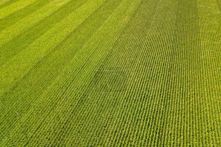 Geometrische Luftaufnahme eines grünen Maisfeldes. Fliegender Blick auf grüne Maissetzlinge. Maisfelder im Muster. Agrarlandschaft.