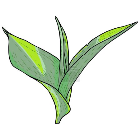 Illustration for Spring flower bulb leaves and young shoots. Spring plant twigs such as daffodils, tulips and crocuses and Lily. Spring grass and mayweed. Vector. - Royalty Free Image