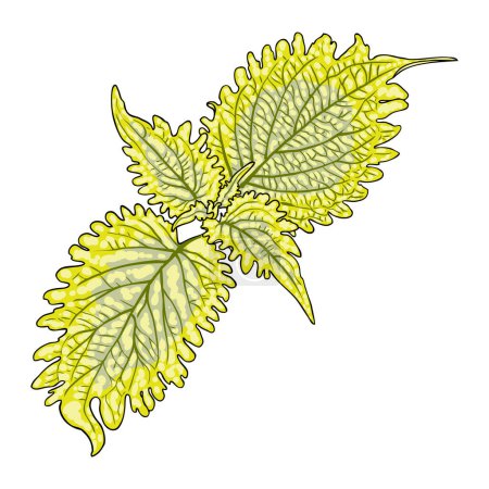 Feuilles de Coleus ou d'orties peintes. Solenostemon herbes végétales, Plectranthus Spurflower. Vecteur. 