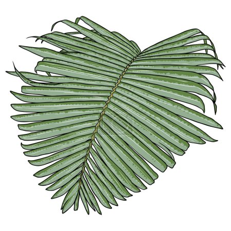 Ilustración de Selva exóticas hojas tropicales, hoja de palma natural verde sobre fondo blanco. Vector. - Imagen libre de derechos