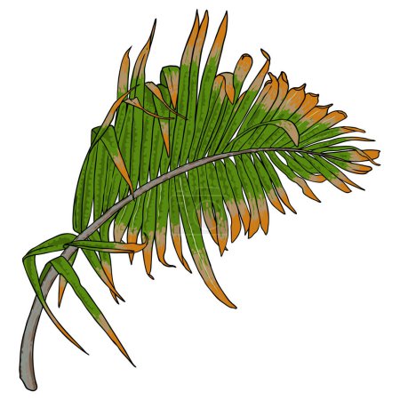 Ilustración de Selva exóticas hojas tropicales, hoja de palma natural verde sobre fondo blanco. Vector. - Imagen libre de derechos