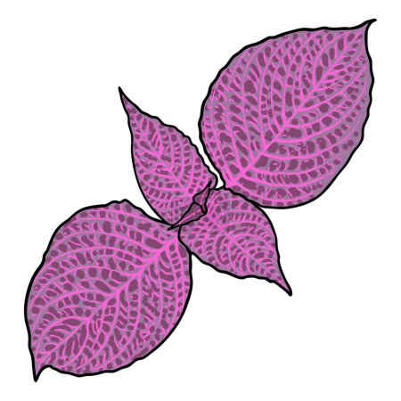Ilustración de Hojas de Coleo o Ortigas Pintadas. Solenostemon hierbas vegetales, Plectranthus Spurflower. Vector. - Imagen libre de derechos
