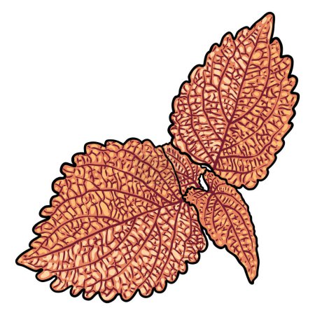 Ilustración de Hojas de Coleo o Ortigas Pintadas. Solenostemon hierbas vegetales, Plectranthus Spurflower. Vector. - Imagen libre de derechos